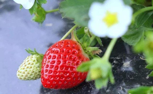 想要解决草莓蚜虫问题，这五种特效药剂不能少，您知道哪五种吗？