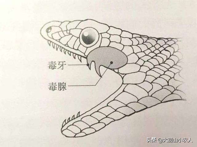 真 全村吃饭蛇 性格温顺但毒素却能深入骨髓 就是被咬后要睡觉 全网搜