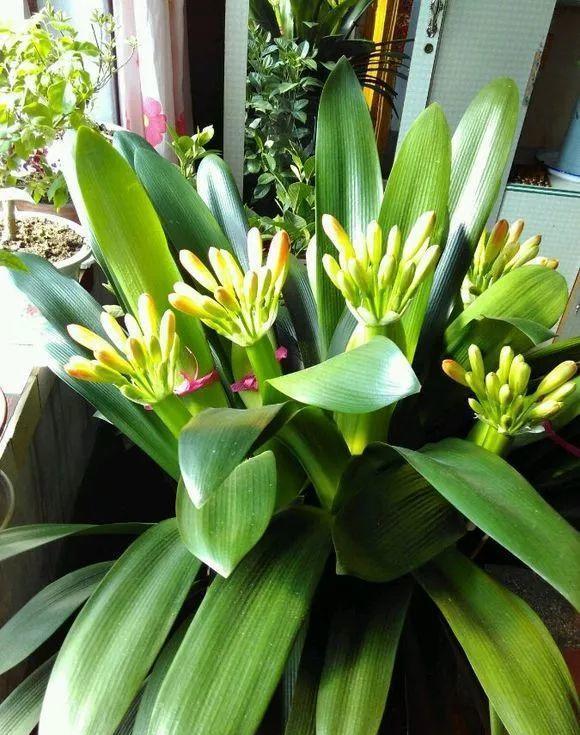 5种 漂亮花 冬天价值大 赶快带回家 花枝招展 好兆头 Zh中文网