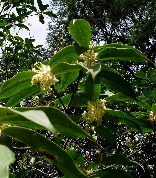 桂花分类