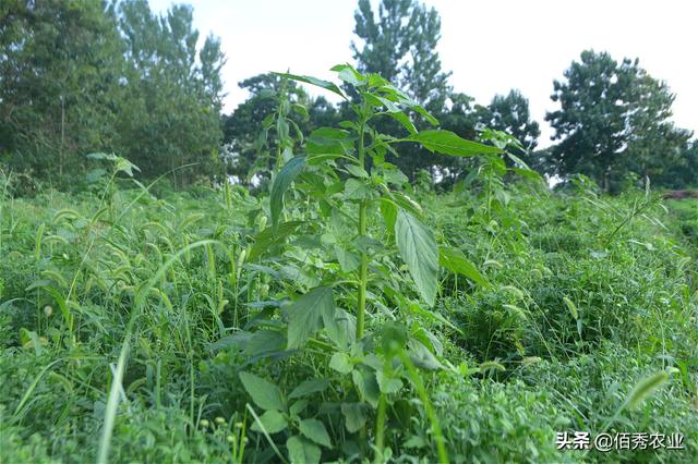 菊花田杂草危害大，掌握3个技巧，解决农村种植户除草难题3