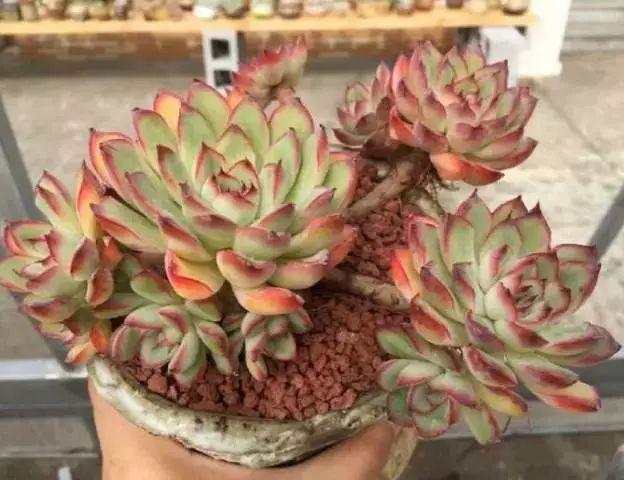 多肉植物图谱 多肉植物图谱
