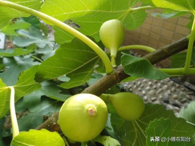 一什么枝条
