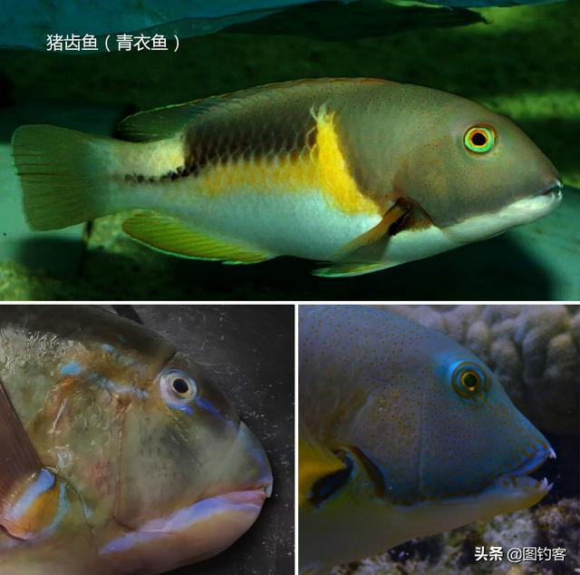 鹦哥鱼营养价值与功效(鹦嘴鱼和青衣鱼的区别)