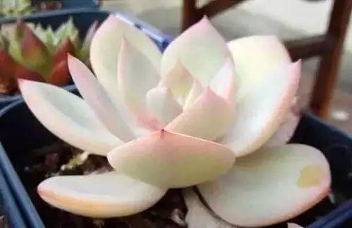 多肉植物图谱 多肉植物图谱