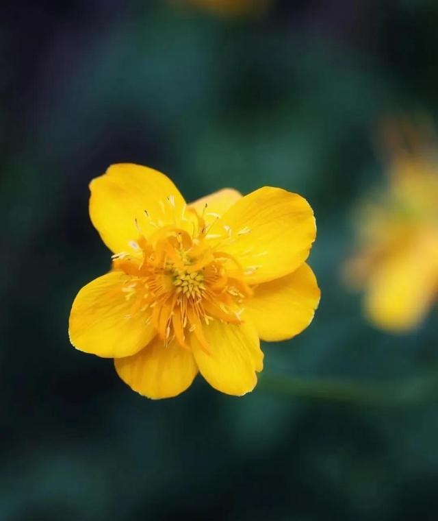秋花宜人秋意醉 新闻时间