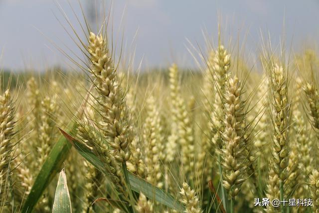 种小麦增效“五分之一”配套方案：跟着十星，成为当地农业精英