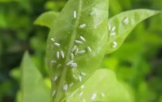 柑橘主要虫害防治药剂，药剂不是增加浓度药效就越好7