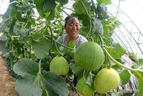 老农告诉你甜瓜坐果后如何管理2