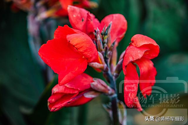 美人蕉开花红艳艳非常漂亮（九月红艳盛开的美人蕉）(2)
