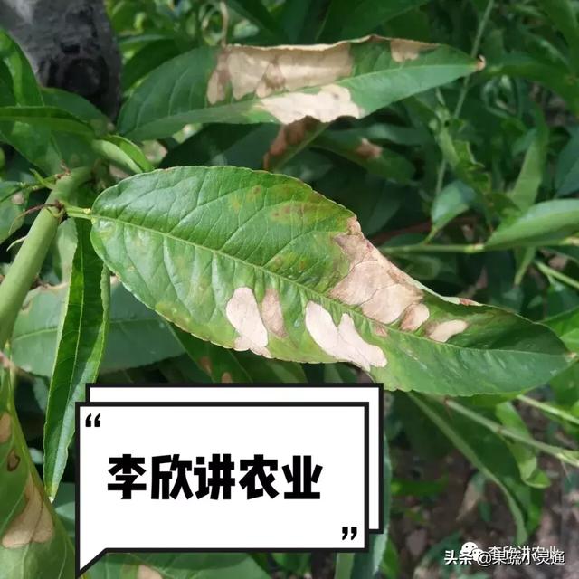 桃褐斑穿孔病，今年闹得比较凶！今天就一起来认识下，附防治方法5