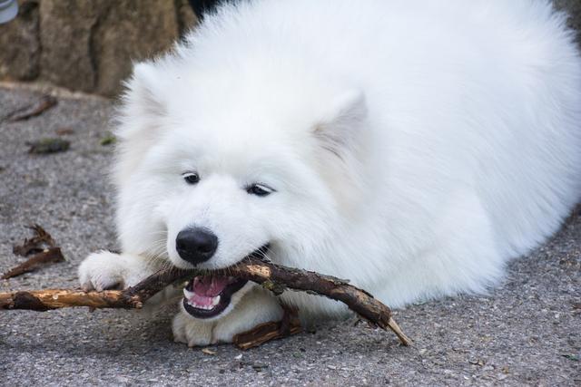 爱斯基摩犬