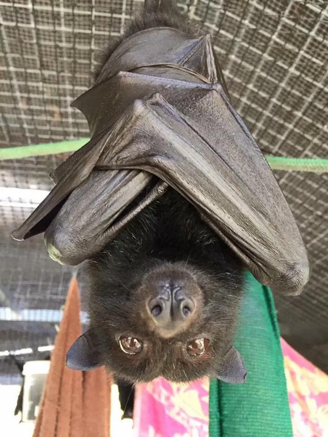 世界上最漂亮的蝙蝠(真实蝙蝠高清图片)