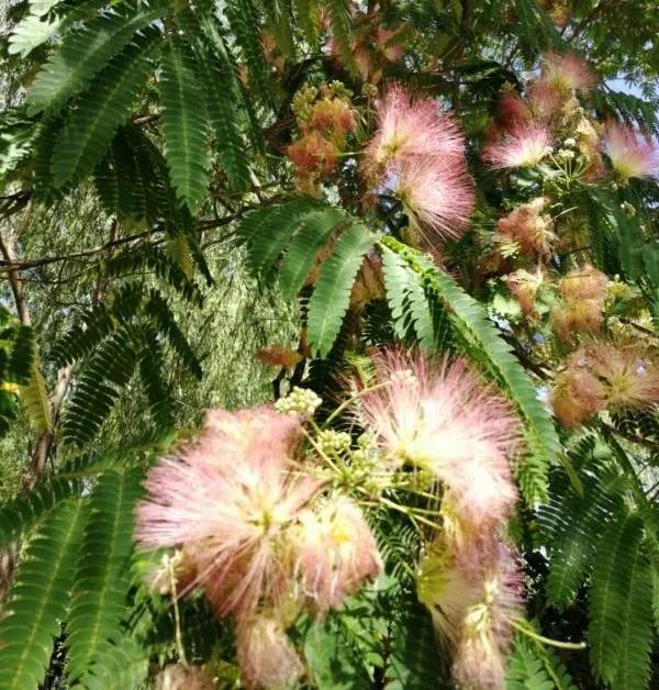 百度百科合欢花「世界上最美的植物」