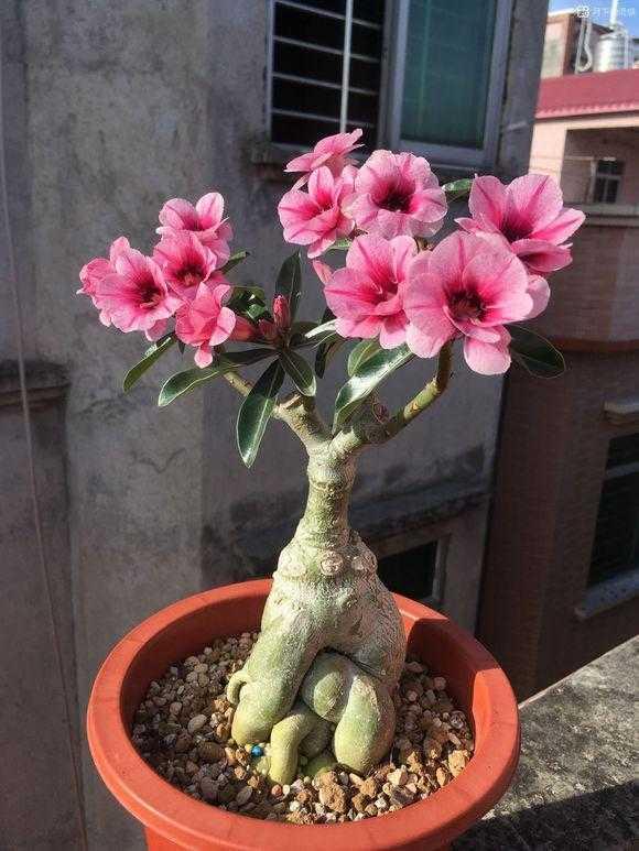 花卉种类