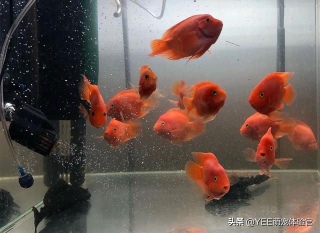 鹦鹉鱼鱼鳞掉了还能长出来吗