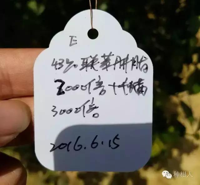 柑橘红蜘蛛终极防治手册，附防治药剂推荐！16