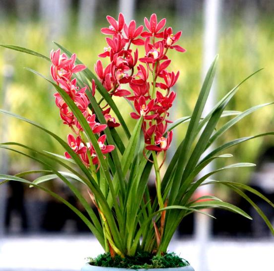 最好养爱开花的浓香兰花品种,这几种兰花兰香四溢