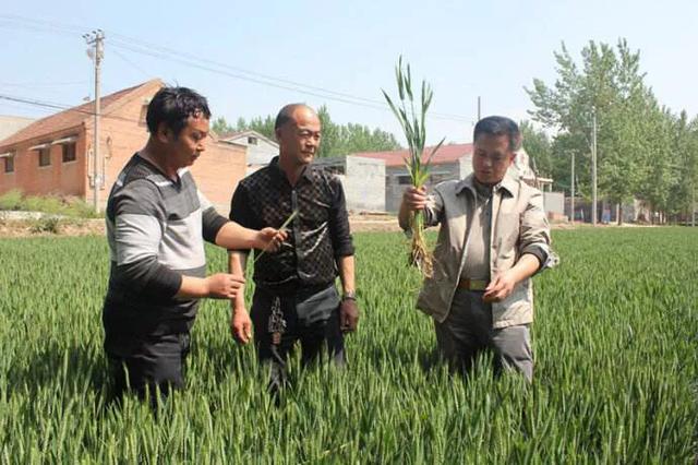 2019年，小麦重大病虫害综合防控方案，种植户们多了解！