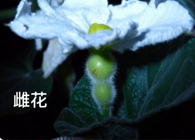 有想种植葫芦的吗？关于葫芦栽培和管理技术，过程独特、简单5