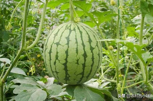 西瓜水果图片(西瓜水果图片大全大图)-天晟网