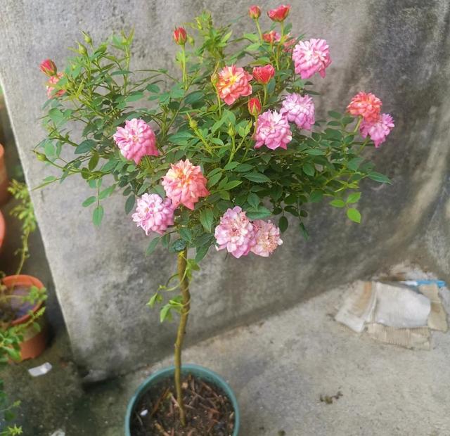 月季花的品种