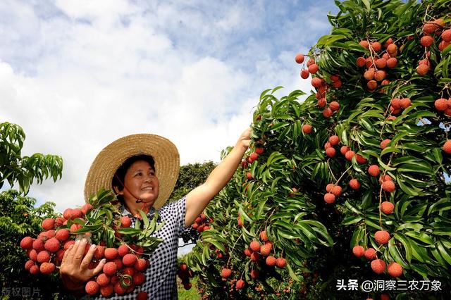 荔枝几月份成熟