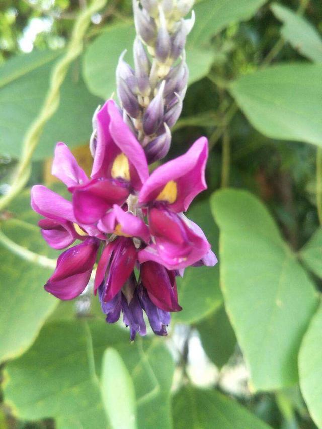 花卉名称