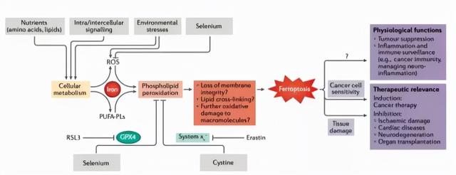 脑科学日报：睡觉也在学习！难怪婴儿学东西速度飞快