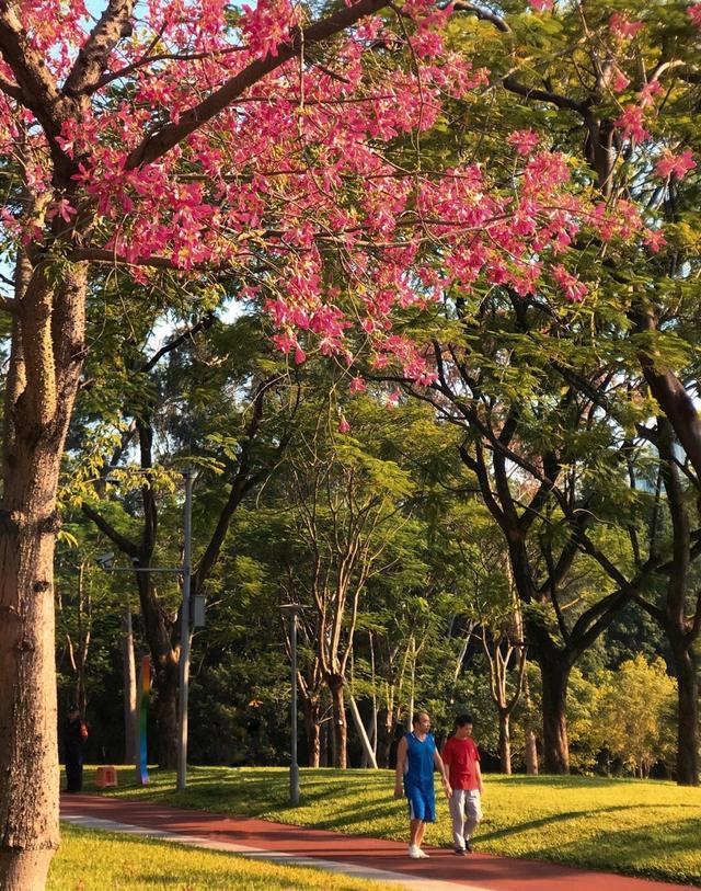 澳门的市花是什么