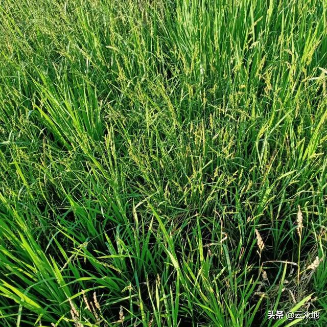 稻田稗草结籽了，能用除草剂防除吗？科学用药除稗草要趁早打小