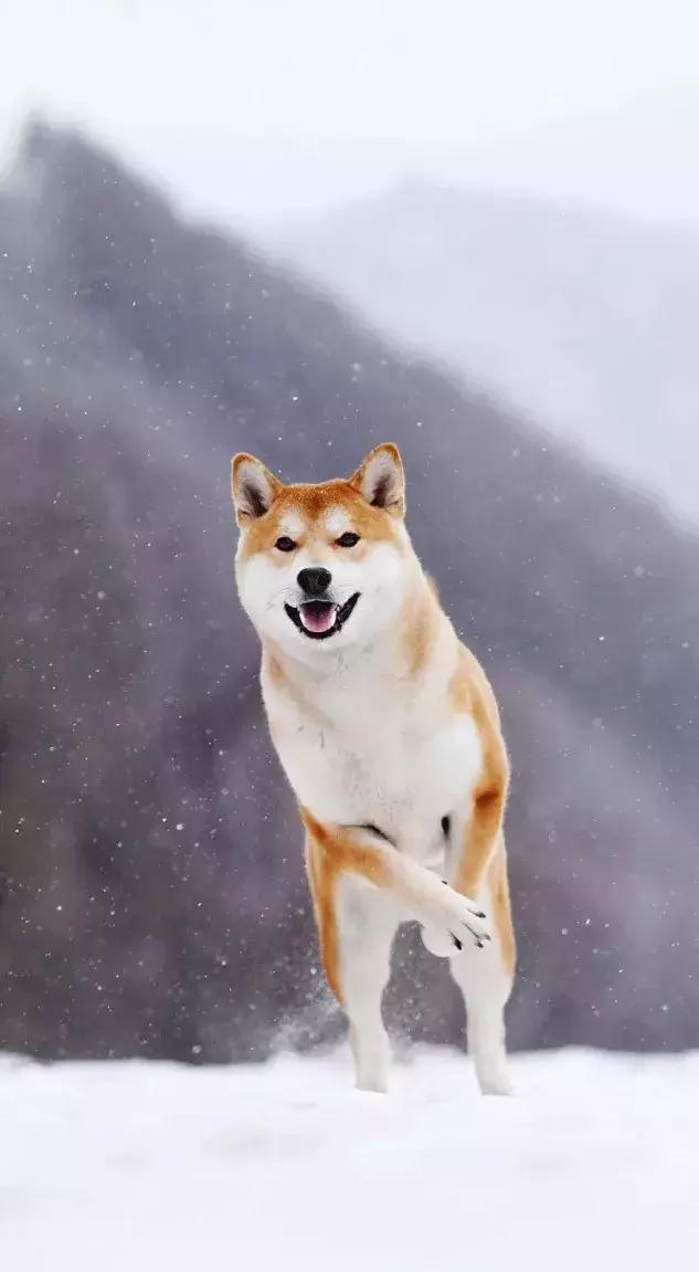 晚安的句子181225：所有的祝福中，我最偏爱：如你愿