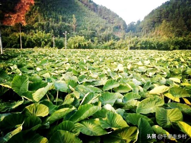 如何高效快速防治蔬菜病虫害——芋疫病5