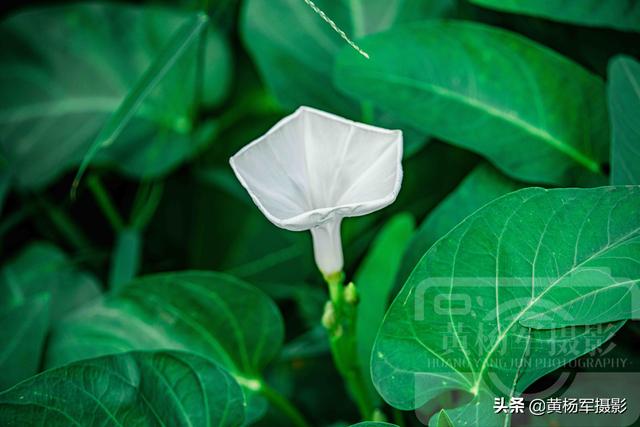 空心菜花芬芳綻放的美麗 潔白的花朵宛如喇叭很別致 艷麗迷人 Kks資訊網