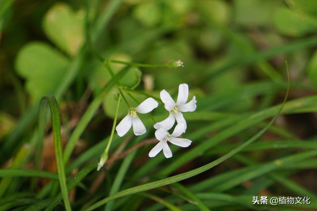 白花酢浆草