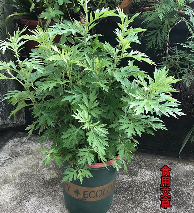 驱蚊植物