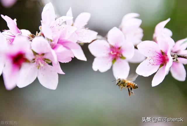 可采面膜怎么样