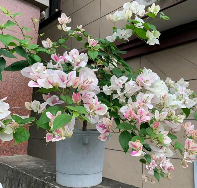 室内盆栽 室内盆栽（室内盆栽植物大全） 生活