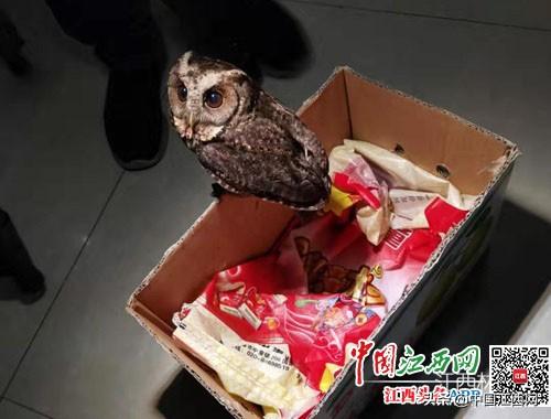 野生猫头鹰是几级保护动物（市民捡到一只猫头鹰）(1)