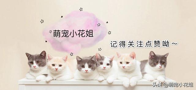 虐待母猫事件的真相（辟谣用棉签捅）(10)