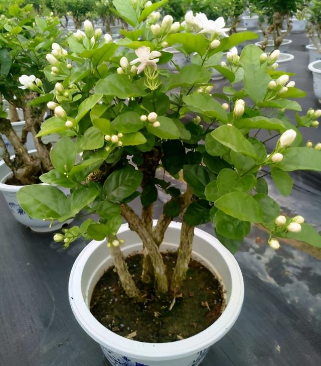 茉莉花怎么养 茉莉花怎么养（茉莉花怎么养护和注意事项） 生活