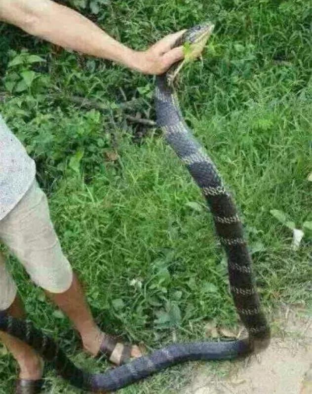 广西过山峰蛇追人图片图片