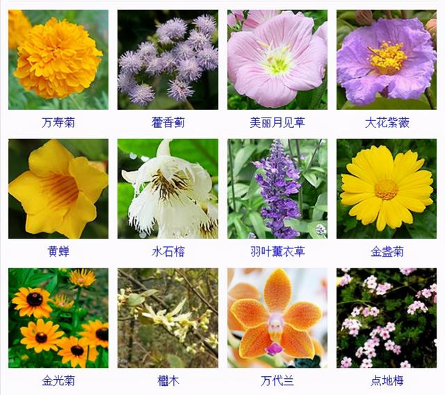 常见的观赏植物40种图片