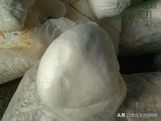 阿魏菇