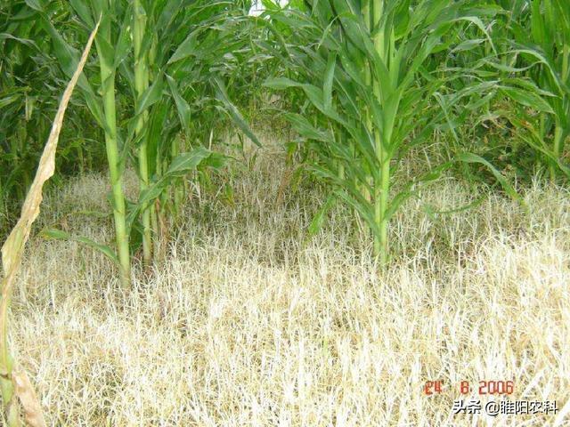 玉米田第一大安全高效除草剂，10片叶以内都能用，除草干净又彻底2