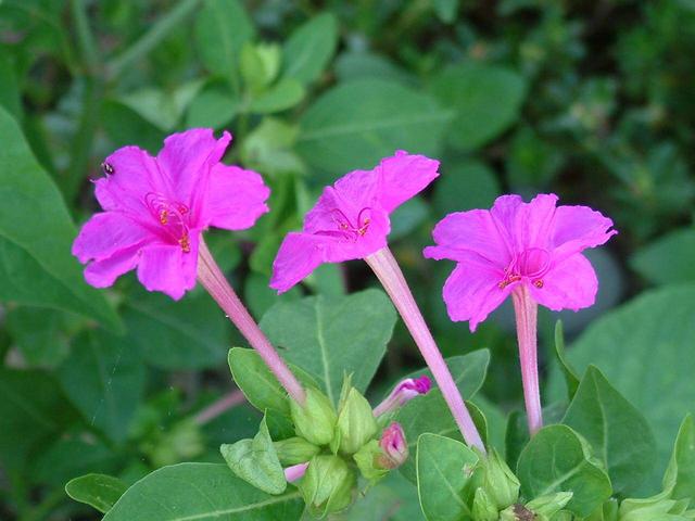 紫茉莉（紫茉莉简笔画图片大全）