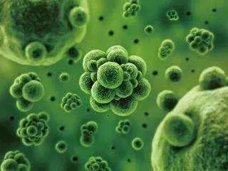 细菌性病害日渐猖獗，教你如何选择靠谱的杀菌剂8