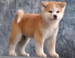 古牧的价格