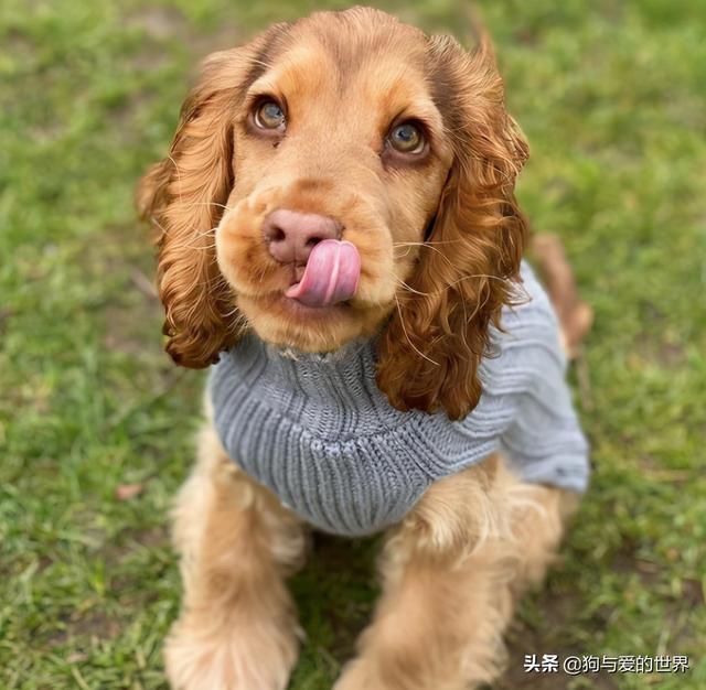 大耳朵宠物狗视频大全(迪士尼大耳朵狗叫什么)-艾拉狗狗乐园