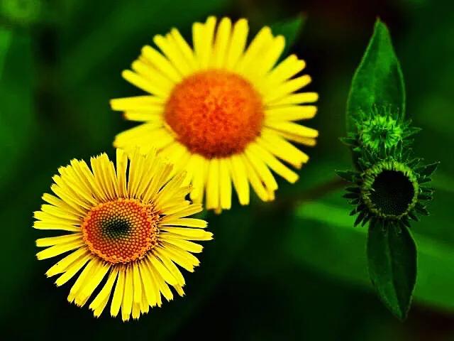 旋覆花的种植效益 旋覆花～自成风景的野生花